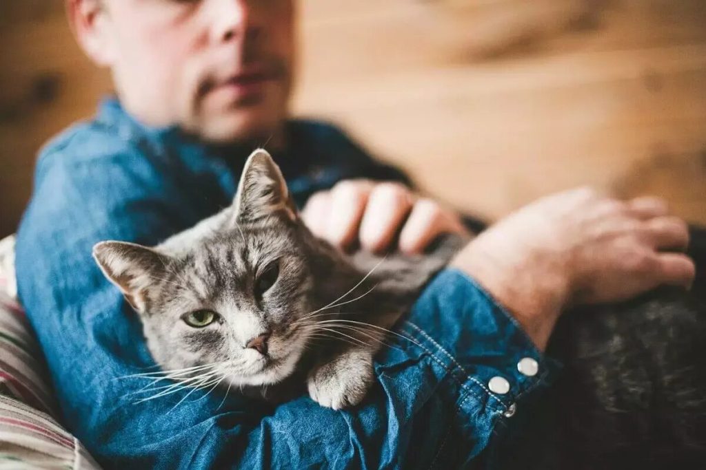 Exkluzívne čítanie: kapitola, ktorá odhaľuje, prečo to neboli ľudia, ktorí domestikovali mačky... ale práve ony si vybrali nás