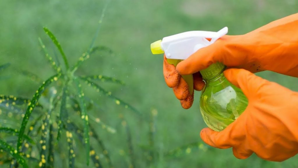 Ani insekticídy, ani mydlo: zázračný prostriedok na ničenie vošiek a parazitov na vašich rastlinách