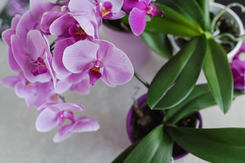 Je možné orezať vzdušné korene orchideí?