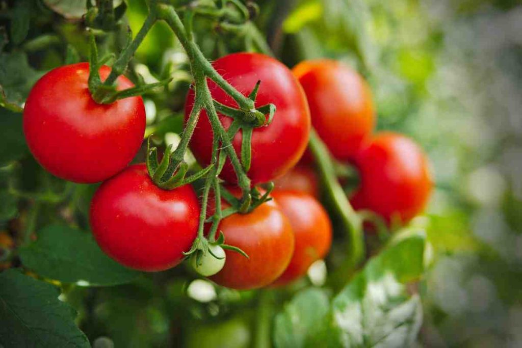 10 rastlín, ktoré by ste podľa záhradníckych odborníkov mali vždy pestovať v blízkosti cínií