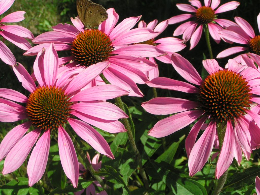 10 rastlín, ktoré by ste podľa záhradníckych odborníkov mali vždy pestovať v blízkosti cínií