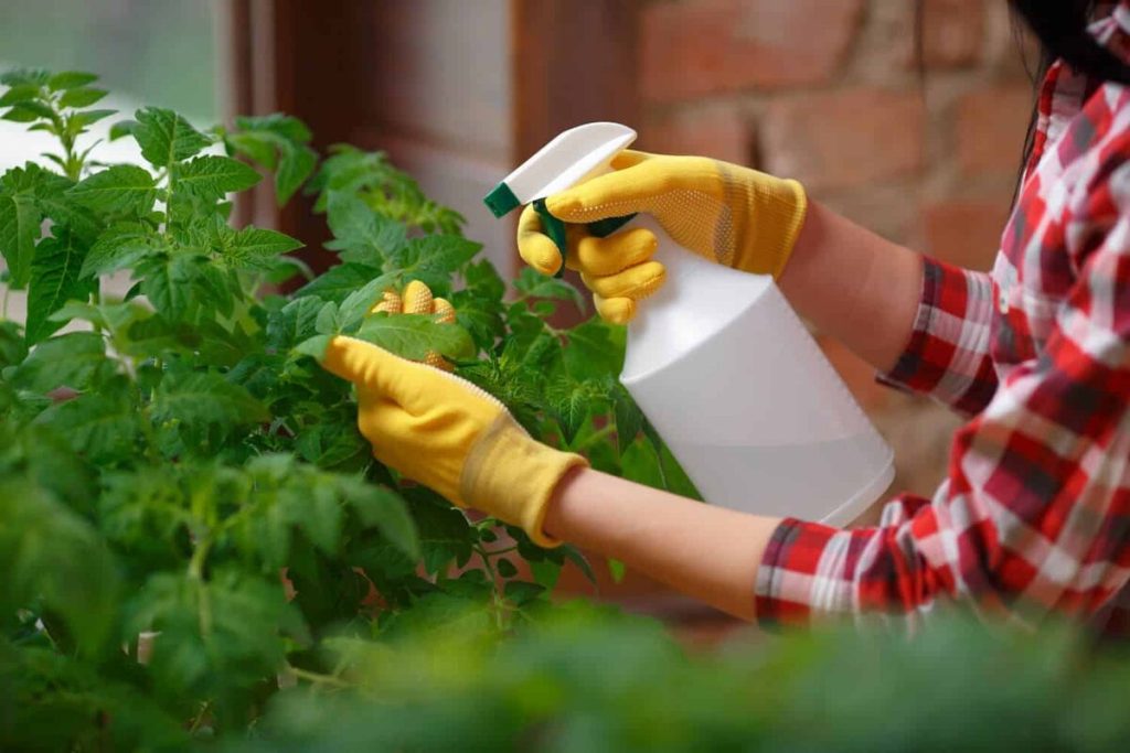 Zachraňujem paradajky po daždi pomocou domáceho postrekovača. Odmeriam 100 ml, pridám vodu a múčnatá rosa sa neobjaví.
