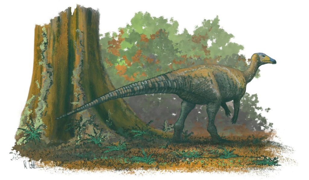 Skamenelina starou takmer 70 miliónov rokov bola nájdená pod parkoviskom múzea v Denveri