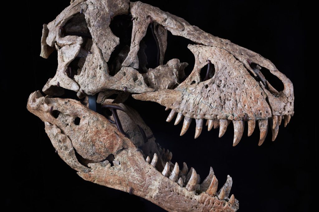 Skamenelina starou takmer 70 miliónov rokov bola nájdená pod parkoviskom múzea v Denveri