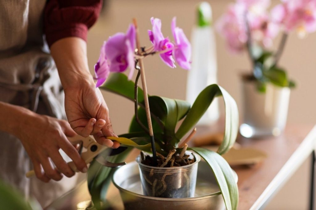 Pridajte čajovú lyžičku tohto korenia do kvetináča a vaša orchidea vás poteší svojím kvitnutím.