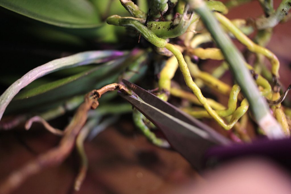 Je možné orezať vzdušné korene orchideí?