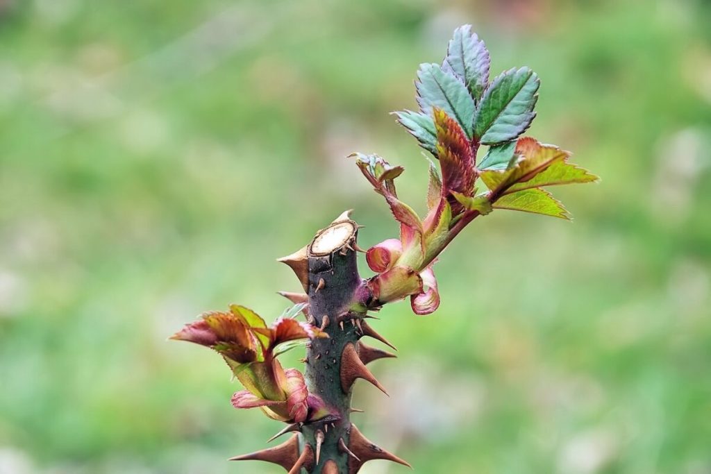 Prečo moja ruža nekvitne v lete a ako obnoviť kvitnutie pomocou štipania výhonkov