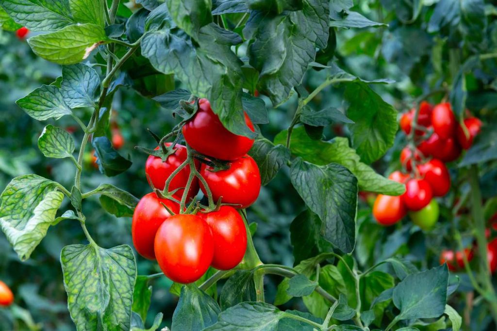 Teraz je ideálny čas na výsev tejto vynikajúcej neskorej odrody cherry paradajok, ktoré budete môcť zbierať v polovici jesene