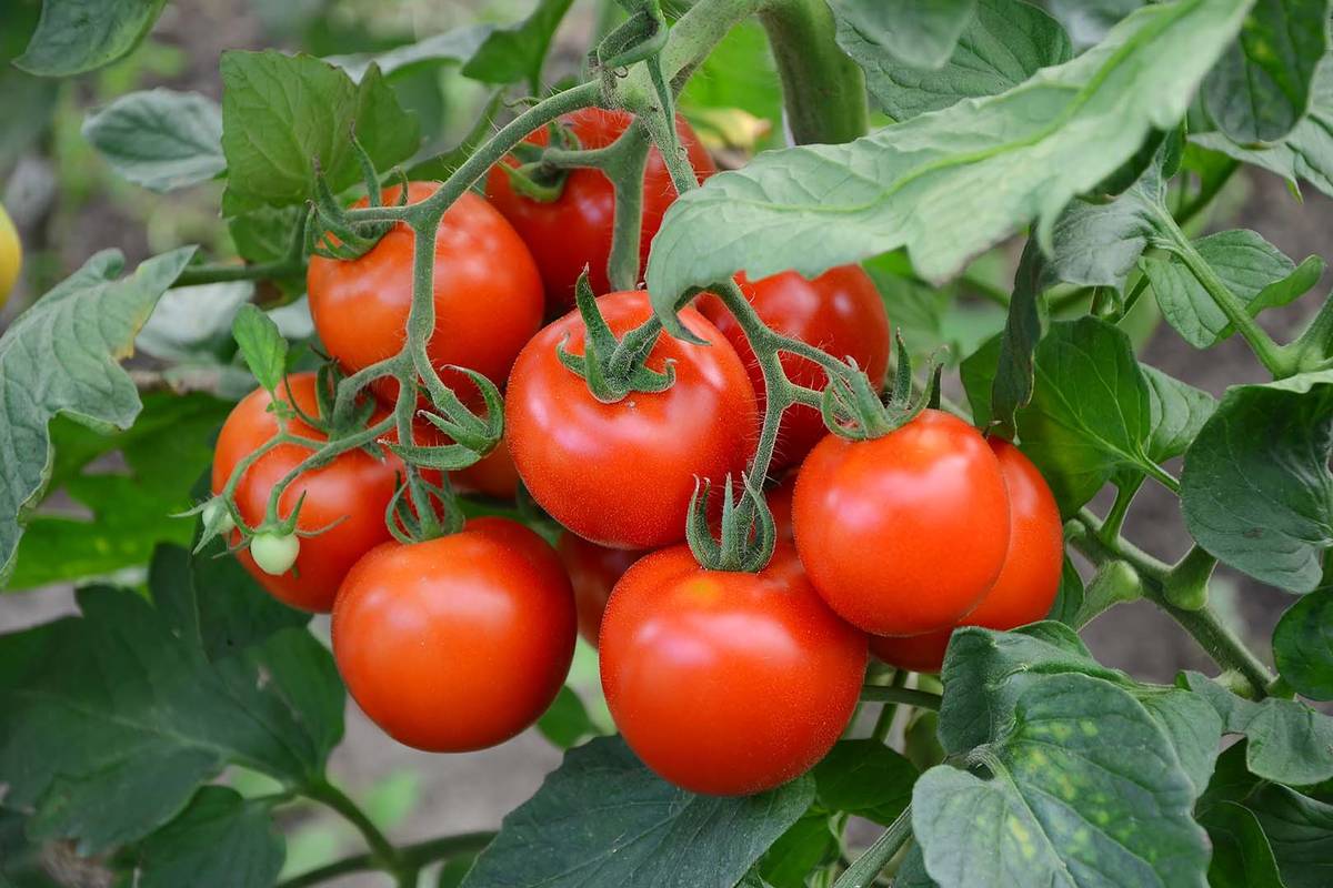 Zachraňujem paradajky po daždi pomocou domáceho postrekovača. Odmeriam 100 ml, pridám vodu a múčnatá rosa sa neobjaví.