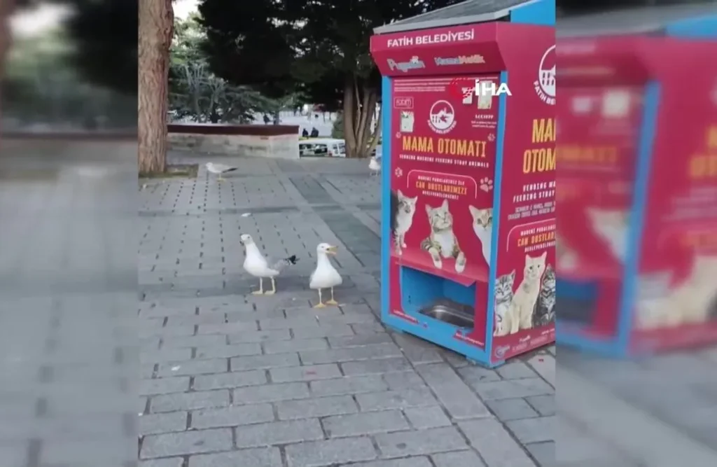 Je to ako vo filme, ale je to skutočnosť: dve čajky sa naučili mňaukať, aby získali jedlo od túlavých mačiek