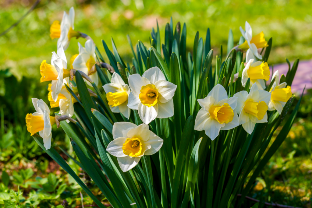Určite ich vysaďte v auguste. Susedia budú zelenieť od závisti