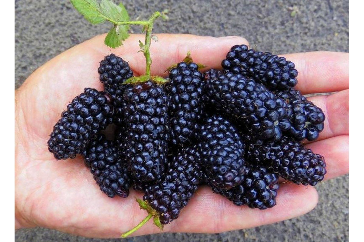 Je to najužitočnejšia šťava pre starších ľudí. Zásobte sa ňou, kým je sezóna.