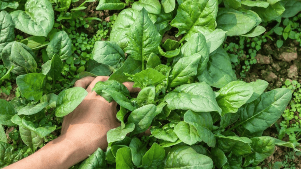 Ak si chcete v zime a na jar vychutnávať chutné plody zo svojej vlastnej záhrady, odporúčam vám v auguste zasadiť týchto 7 jednoduchých zelenín.