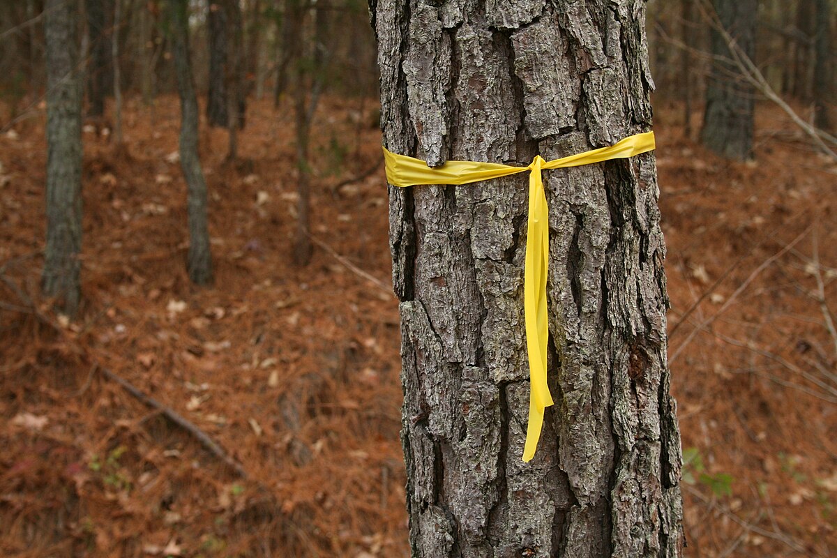 Je to spoľahlivý spôsob, ako chrániť strom pred škodcami. Omotajte ho žltou páskou.
