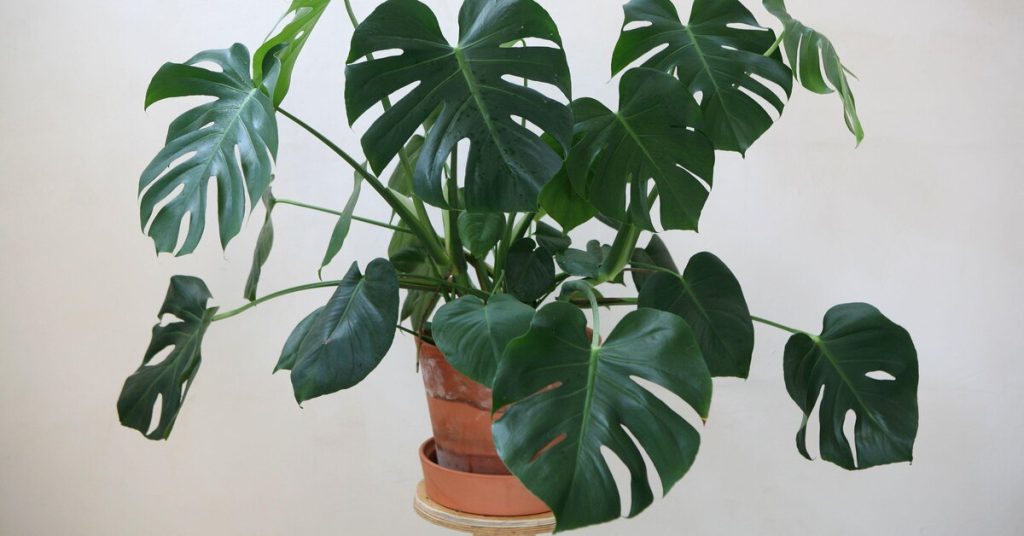 Ako sa starať o monstera: Adamovo rebro – jedna z najvďačnejších rastlín, ktorá vráti vašej domácnosti nádheru