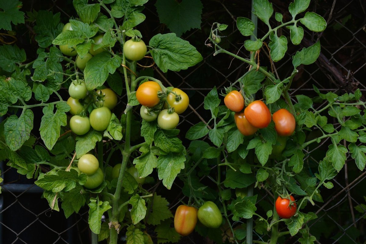 Throw a cube into the bucket — yellow tomato leaves will disappear faster than you think.