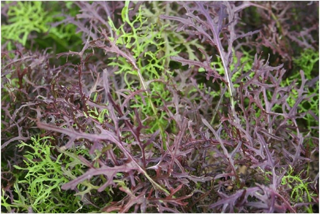 Ak si chcete v zime a na jar vychutnávať chutné plody zo svojej vlastnej záhrady, odporúčam vám v auguste zasadiť týchto 7 jednoduchých zelenín.