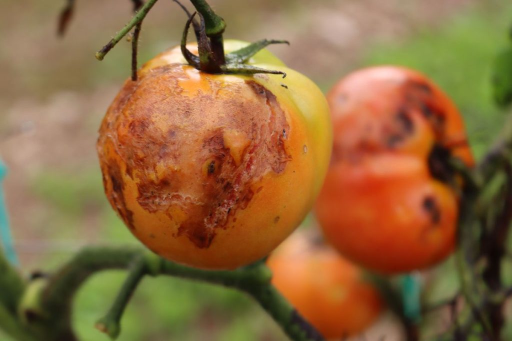 Sú paradajky napadnuté plesňou? Tu je riešenie