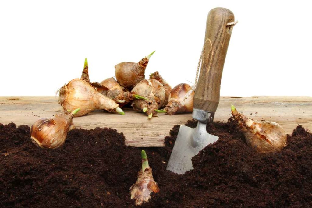 Určite ich vysaďte v auguste. Susedia budú zelenieť od závisti