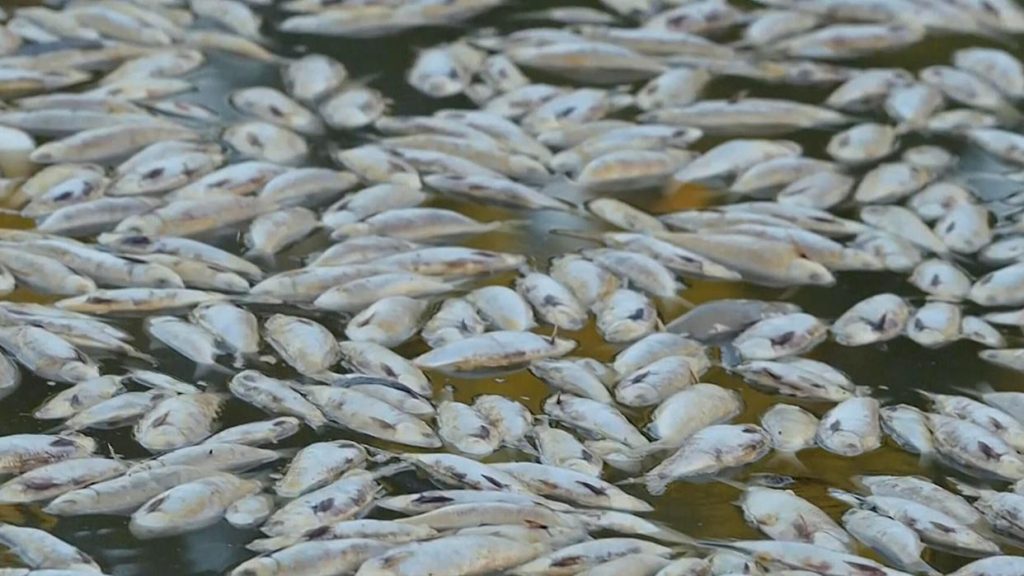 Varovanie pred šírením toxických mikroorganizmov, ktoré spôsobujú hromadné úhyny rýb a vyvolávajú obavy odborníkov