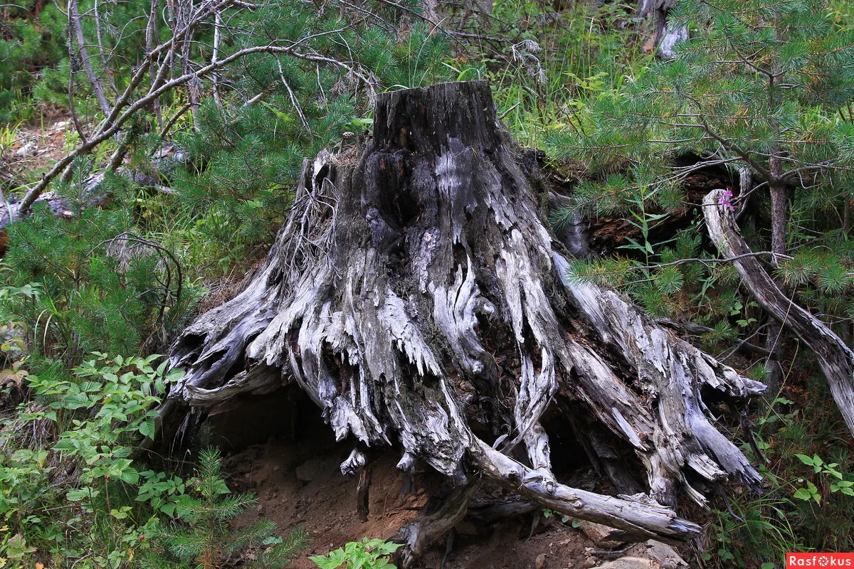 Bez námahy, nákladov alebo použitia bagra môžete ľahko odstrániť pň zo svojej záhrady.