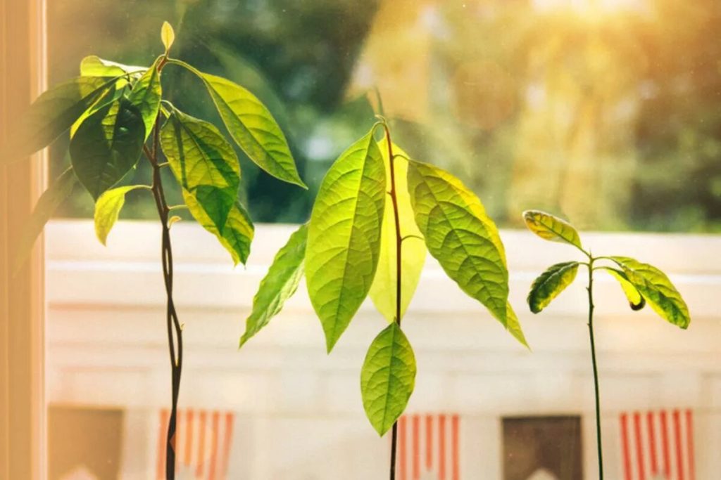 Ako vypestovať avokádo doma z odrezkov