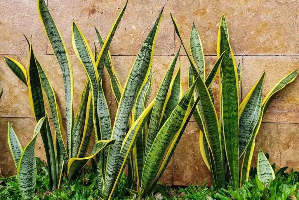 Vlastnosti a účinky jazyka svokry: pestujte túto rastlinu doma