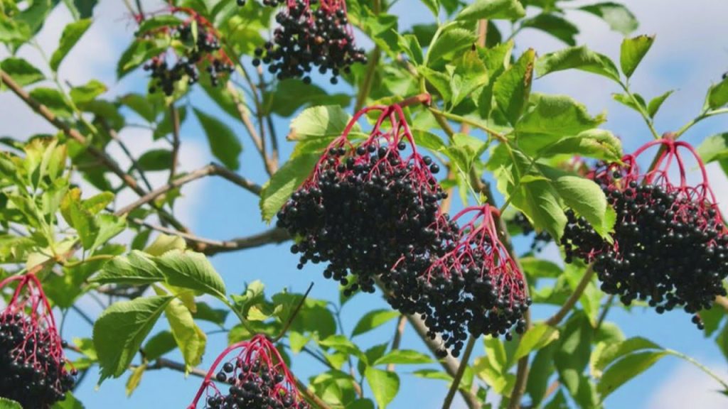 Šťavu z bazy robím bez gramu cukru. V zime ju pridávam do čaju a ďakujem si za zásoby, ktoré som si pripravila v minulosti