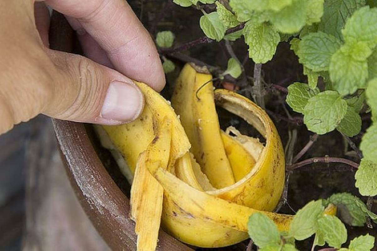 Prírodné hnojivo alebo tichý zabijak? Tieto rastliny nemajú rady vodu z banánovej šupky.