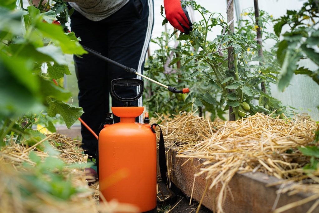 Sú paradajky napadnuté plesňou? Tu je riešenie