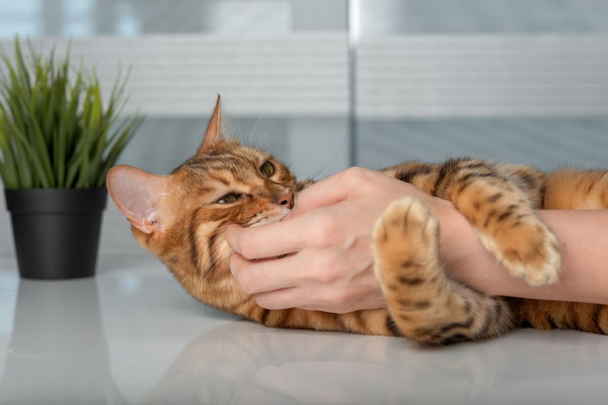 Čo podľa odborníkov znamená, že mačka vždy hryzie svojho majiteľa?