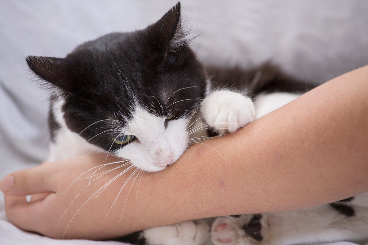 Čo podľa odborníkov znamená, že mačka vždy hryzie svojho majiteľa?