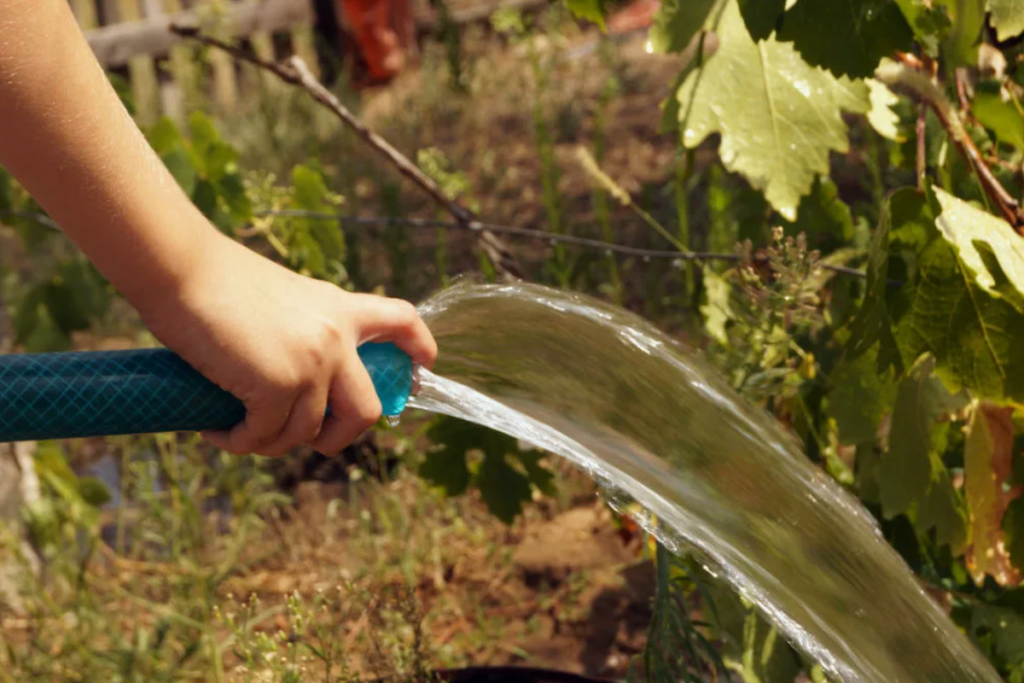 Čo treba urobiť v auguste s viničom. Tajomstvo veľkých, zdravých a šťavnatých strapcov