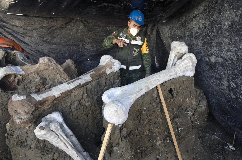 Kosti pod pristávacou dráhou: ako vojenský megaprojekt viedol k najväčšiemu paleontologickému objavu v MexikuAutor známeho mexického časopisu Rodrigo Perez Ortega rozprával o histórii najväčšieho objavu skamenelín v Mexiku