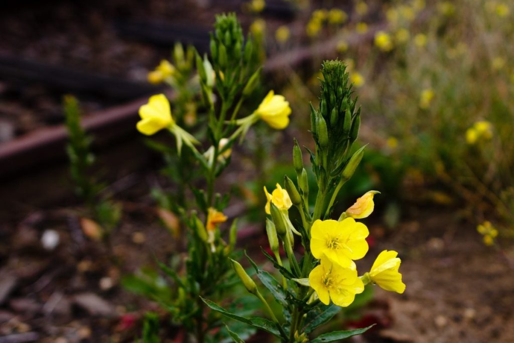 5 rastlín, ktoré môžete zasiať v auguste