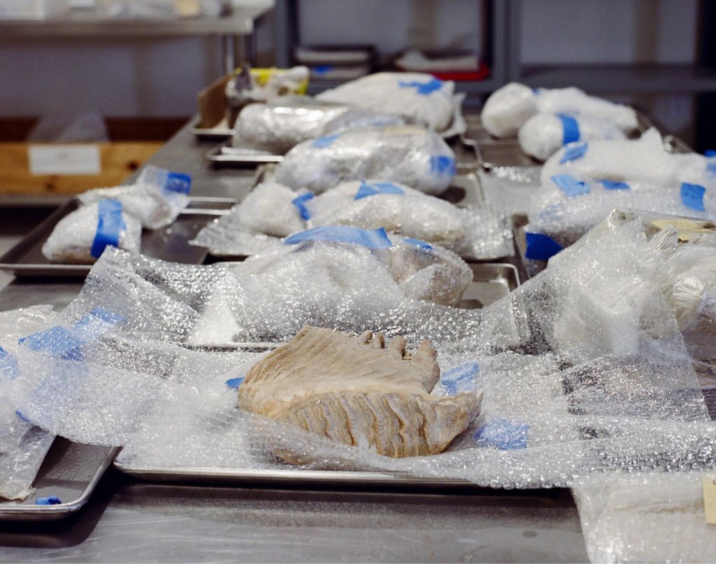 Kosti pod pristávacou dráhou: ako vojenský megaprojekt viedol k najväčšiemu paleontologickému objavu v MexikuAutor známeho mexického časopisu Rodrigo Perez Ortega rozprával o histórii najväčšieho objavu skamenelín v Mexiku