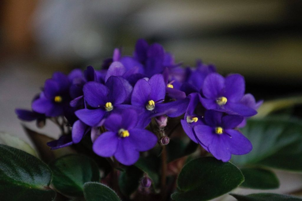 Tri vodné rastliny, ktoré nevyžadujú špeciálnu starostlivosť a sú ideálne na dekoráciu interiéru domu