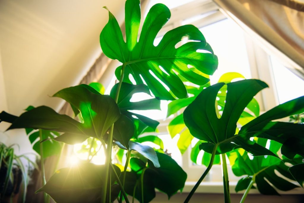 Ako sa starať o monstera: Adamovo rebro – jedna z najvďačnejších rastlín, ktorá vráti vašej domácnosti nádheru
