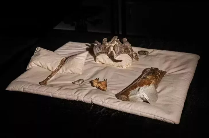 Archeologický objav storočia: nález doteraz neznámej skameneliny dinosaura nás núti prepísať históriu evolúcie.