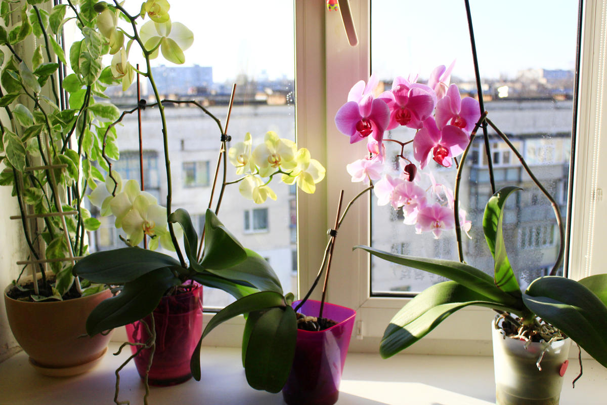 Orchidea bude kvitnúť ako nikdy predtým! Stačí to z nej vybrať.