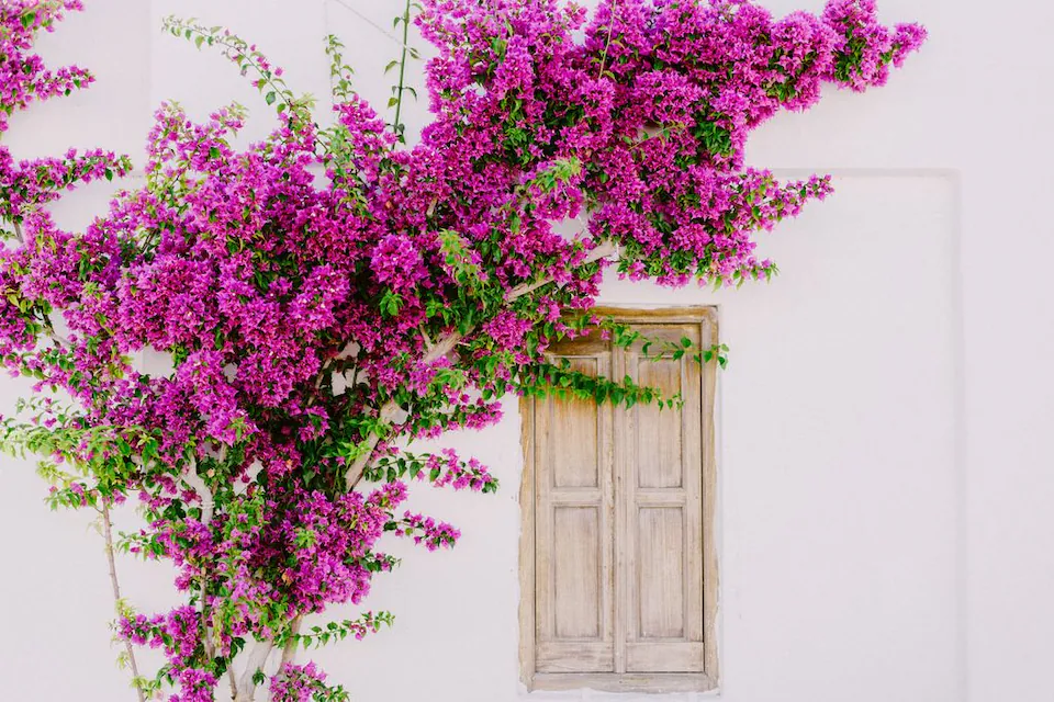 Ideálne popínavé rastliny pre vašu záhradu: ako vybrať tie najlepšie na toto leto