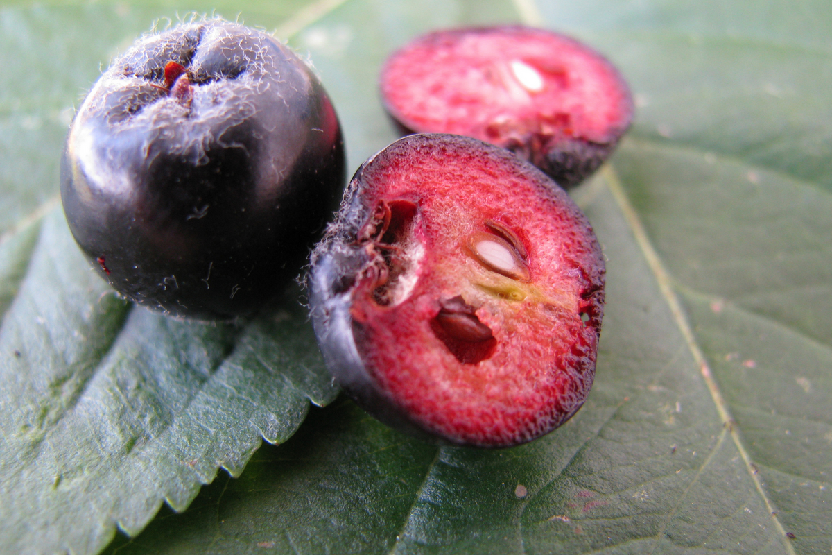Podporuje činnosť srdca a reguluje hladinu cukru v krvi. Obsahuje viac antioxidantov ako maliny.