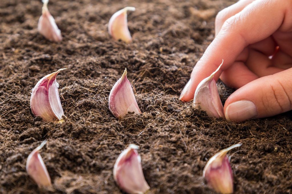 Kedy sadiť cesnak ozimý v roku 2025: ideálne termíny a rady agronóma