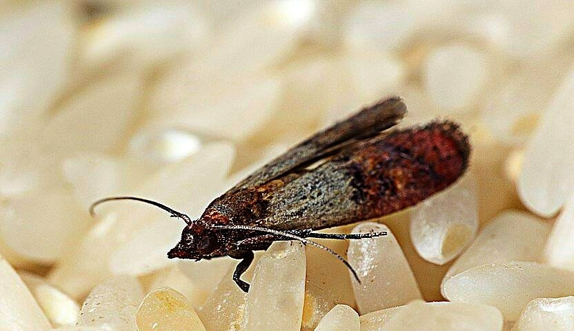Máte v kuchyni tiež mole? Poznám spôsob, ako ich zbaviť.
