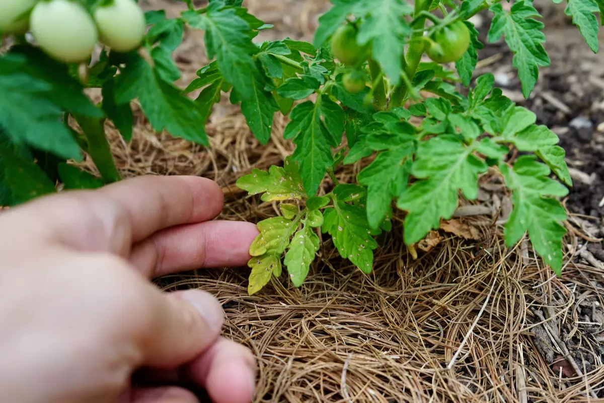 Throw a cube into the bucket — yellow tomato leaves will disappear faster than you think.