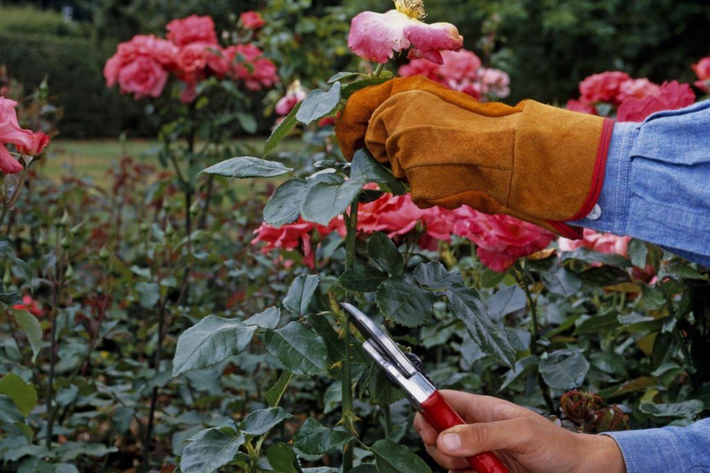 Odborníci uvádzajú 5 rastlín, ktoré je potrebné v záhrade orezať do konca horúceho augusta