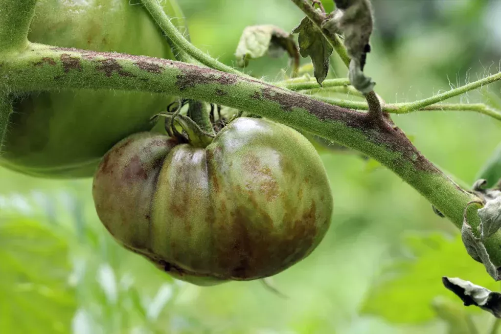 Sú paradajky napadnuté plesňou? Tu je riešenie