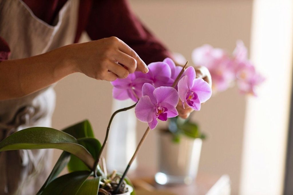 Orchidea bude kvitnúť ako nikdy predtým! Stačí to z nej vybrať.