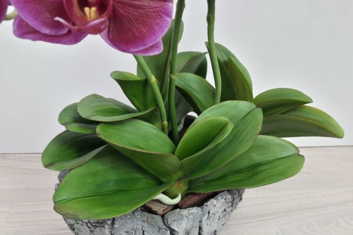 Záhrada: takto môžete vypestovať orchidey z listu pomocou kvapky piva.