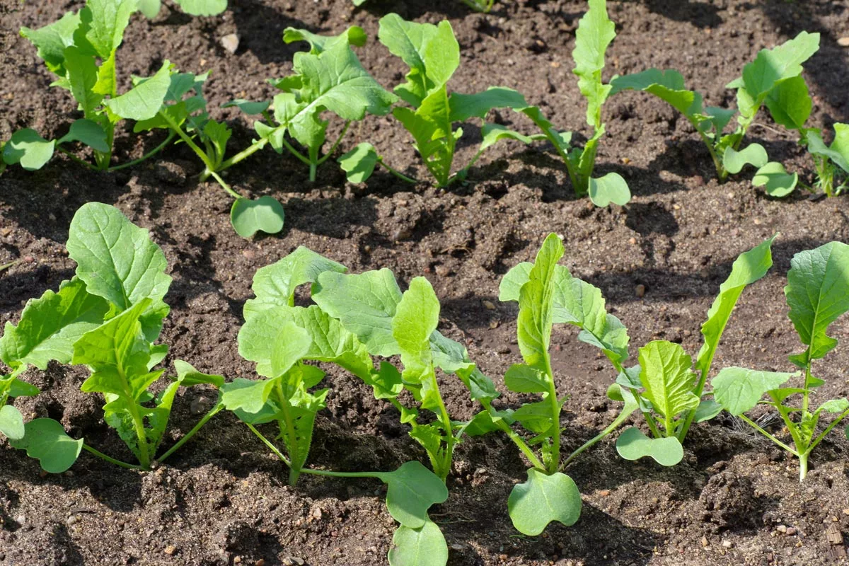 Štyri okopaniny, ktoré treba zasiať začiatkom augusta, aby ste na jeseň mohli zbierať úrodu chutnej a zdravej zeleniny